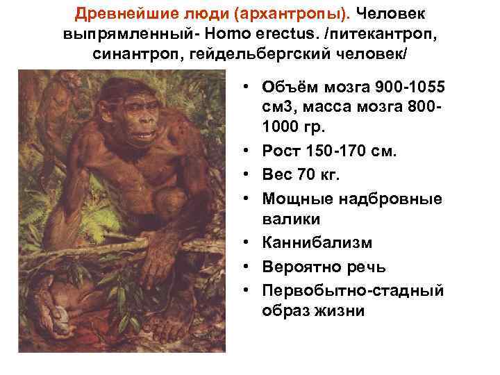 Древнейшие люди (архантропы). Человек выпрямленный- Homo erectus. /питекантроп, синантроп, гейдельбергский человек/ • Объём мозга