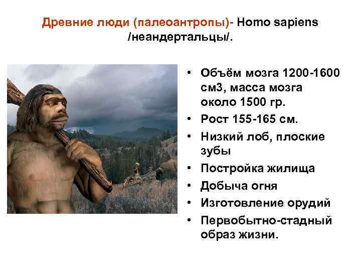 Древние люди (палеоантропы)- Homo sapiens /неандертальцы/. • Объём мозга 1200 -1600 см 3, масса