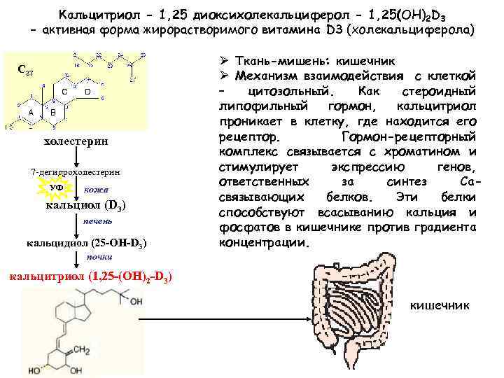 Кальцитриол - 1, 25 диоксихолекальциферол - 1, 25(ОН)2 D 3 - активная форма жирорастворимого