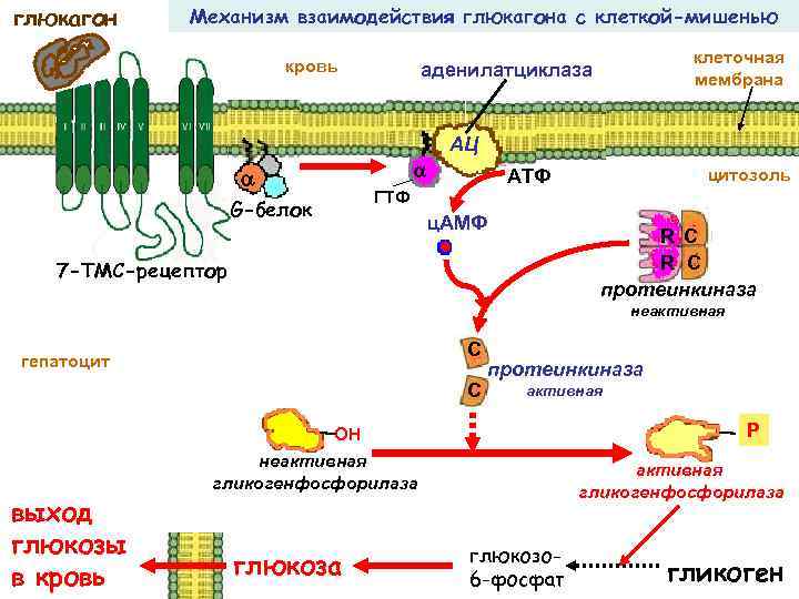 глюкагон Механизм взаимодействия глюкагона с клеткой-мишенью кровь клеточная мембрана аденилатциклаза АЦ G-белок цитозоль АТФ