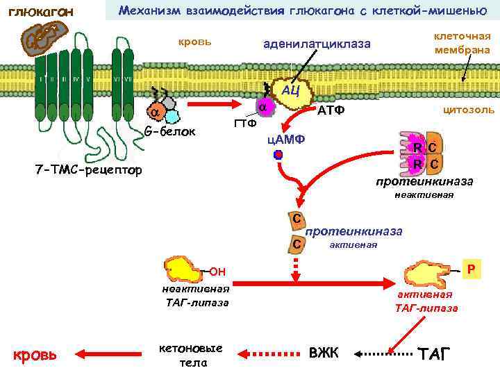 глюкагон Механизм взаимодействия глюкагона с клеткой-мишенью кровь клеточная мембрана аденилатциклаза АЦ G-белок цитозоль АТФ