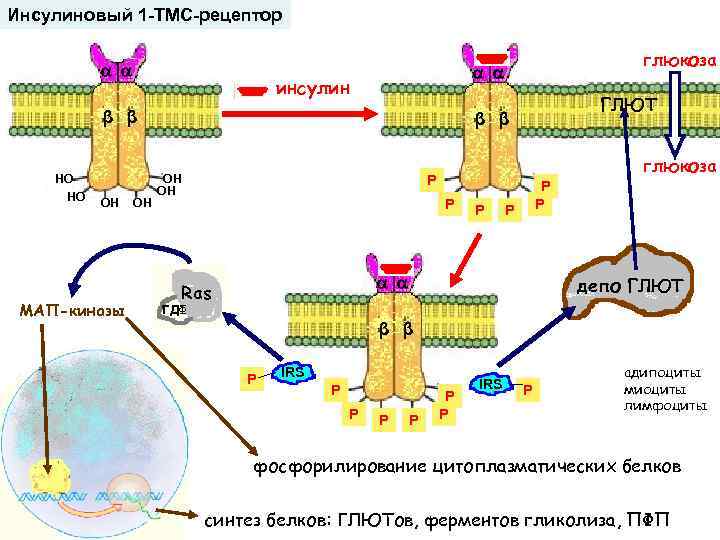 Инсулиновый 1 -ТМС-рецептор инсулин β β НО НО ОН МАП-киназы ОН глюкоза ГЛЮТ β