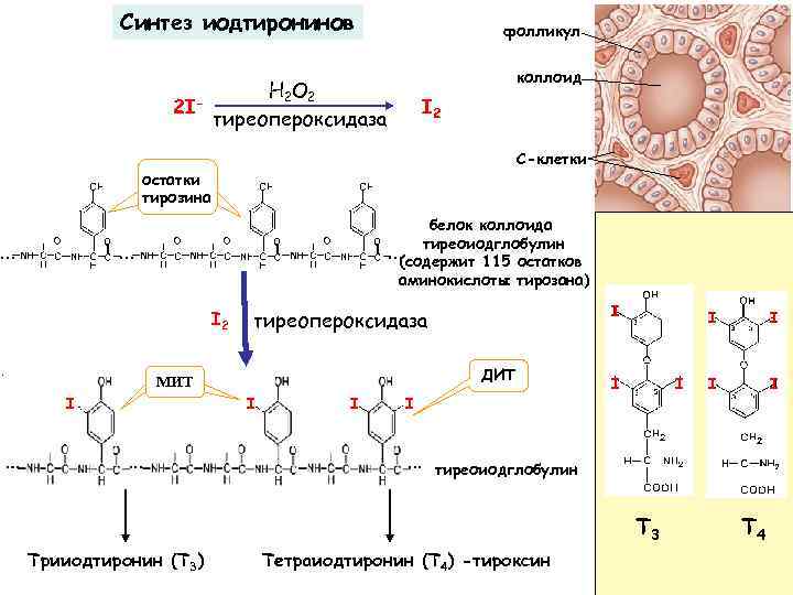 Синтез иодтиронинов фолликул коллоид Н 2 О 2 2 I тиреопероксидаза I 2 С-клетки