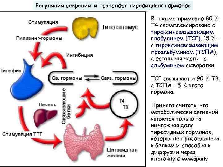 Регуляция секреции и транспорт тиреоидных гормонов В плазме примерно 80 % Т 4 скомплексировано