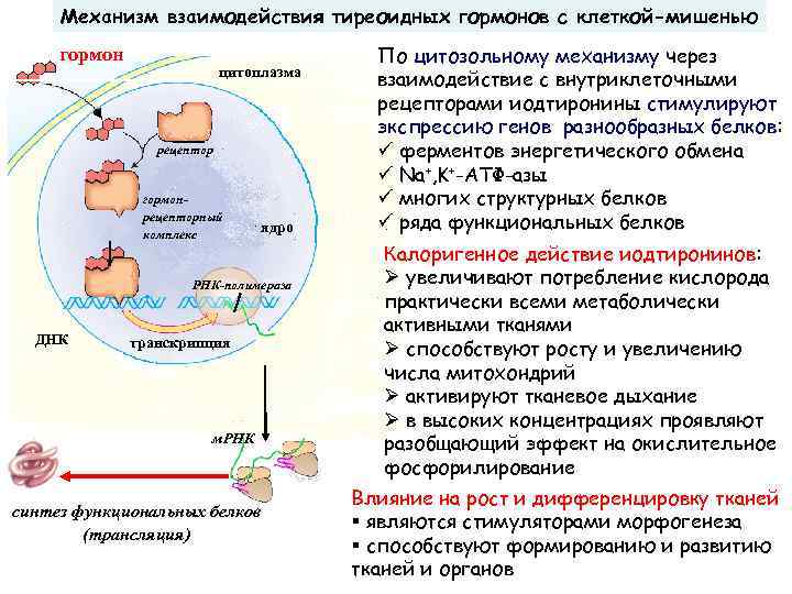 Механизм взаимодействия тиреоидных гормонов с клеткой-мишенью гормон цитоплазма рецептор гормонрецепторный комплекс ядро РНК-полимераза ДНК