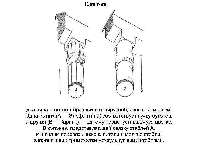 Капитель два вида - лотосообразных и папирусообразных капителей. Одна из них (А — Элефантина)