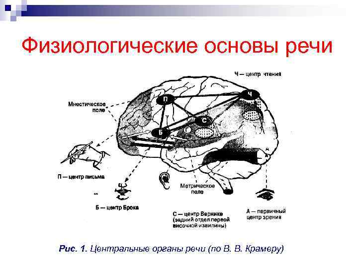 Физиологические основы речи