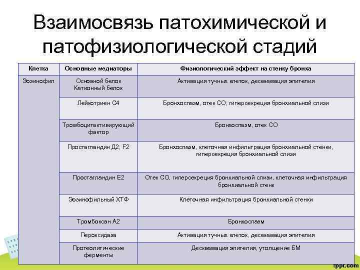 Взаимосвязь патохимической и патофизиологической стадий Клетка Основные медиаторы Физиологический эффект на стенку бронха Эозинофил