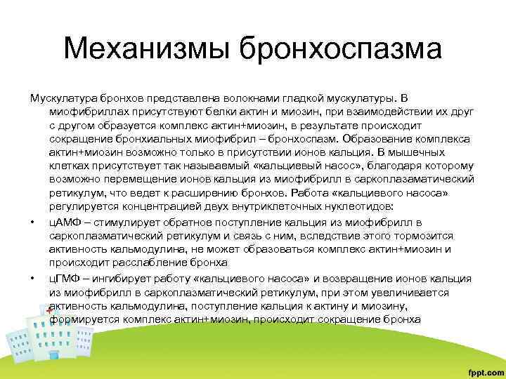 Механизмы бронхоспазма Мускулатура бронхов представлена волокнами гладкой мускулатуры. В миофибриллах присутствуют белки актин и