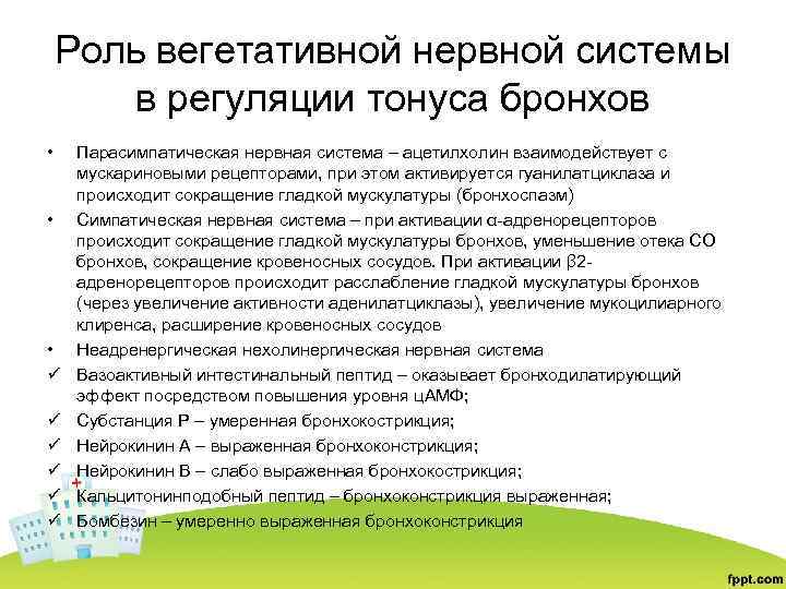 Роль вегетативной нервной системы в регуляции тонуса бронхов • • • ü ü ü