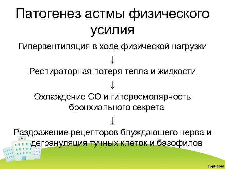 Патогенез астмы физического усилия Гипервентиляция в ходе физической нагрузки ↓ Респираторная потеря тепла и