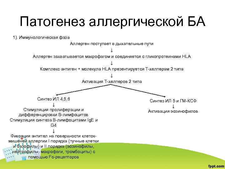 Бронхиальная астма патогенез