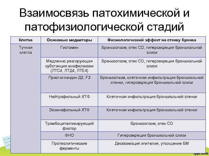 Взаимосвязь патохимической и патофизиологической стадий Клетка Основные медиаторы Физиологический эффект на стенку бронха Тучная