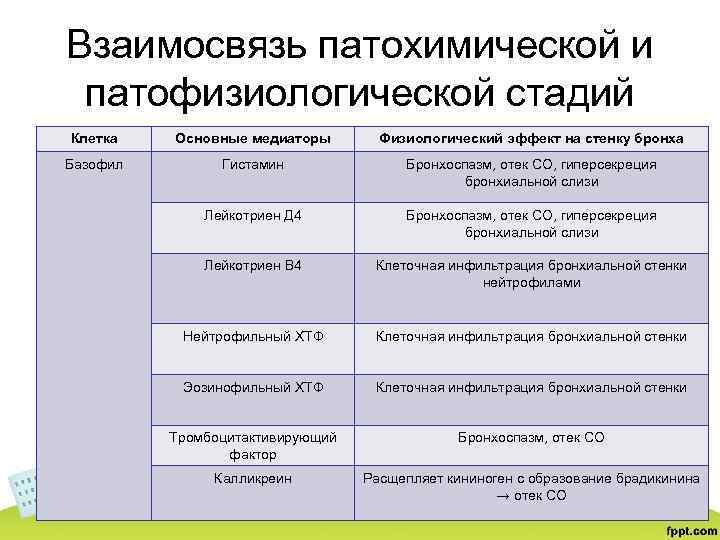 Взаимосвязь патохимической и патофизиологической стадий Клетка Основные медиаторы Физиологический эффект на стенку бронха Базофил