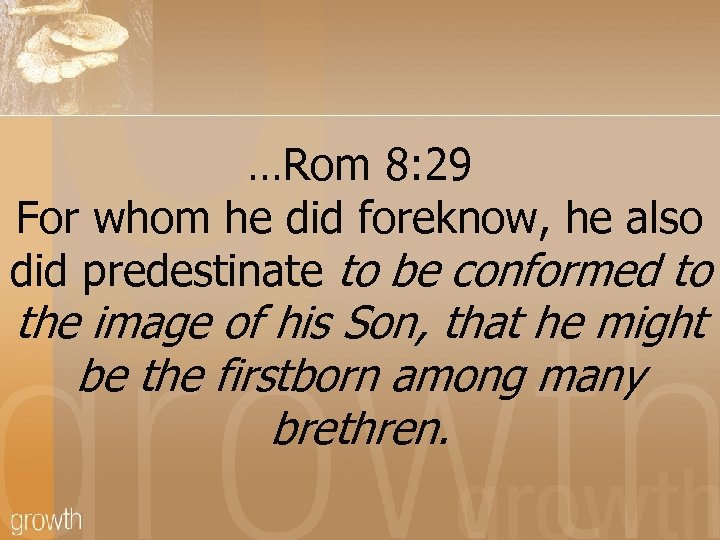 …Rom 8: 29 For whom he did foreknow, he also did predestinate to be