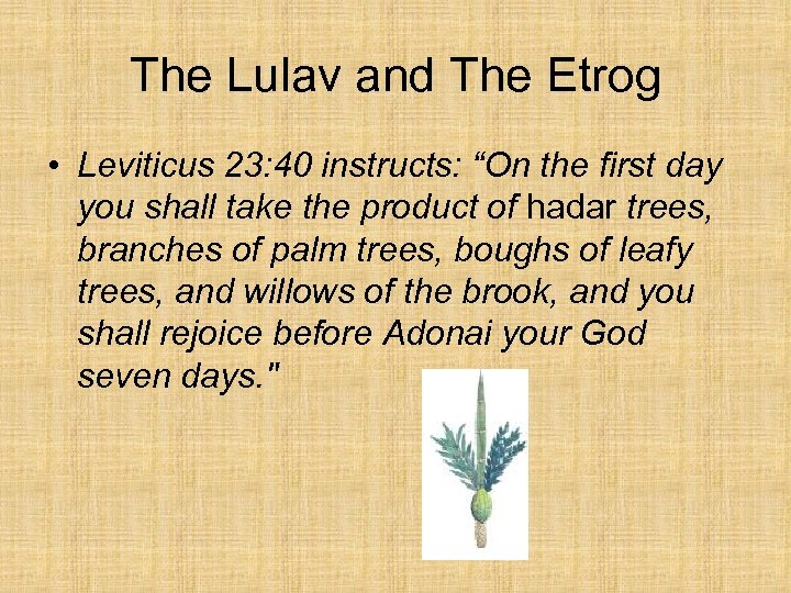 The Lulav and The Etrog • Leviticus 23: 40 instructs: “On the first day