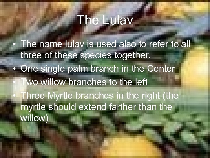 The Lulav • The name lulav is used also to refer to all three