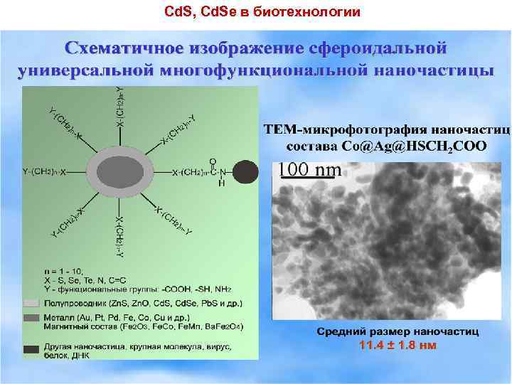 Cd. S, Cd. Se в биотехнологии 