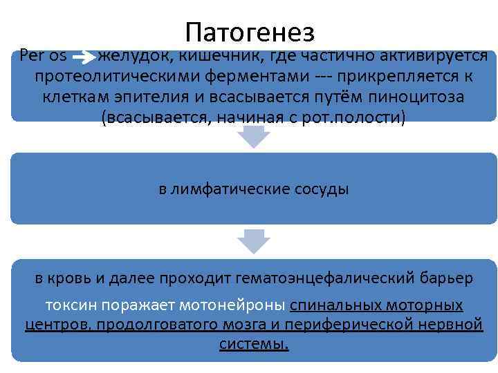 Патогенез Per os желудок, кишечник, где частично активируется протеолитическими ферментами --- прикрепляется к клеткам