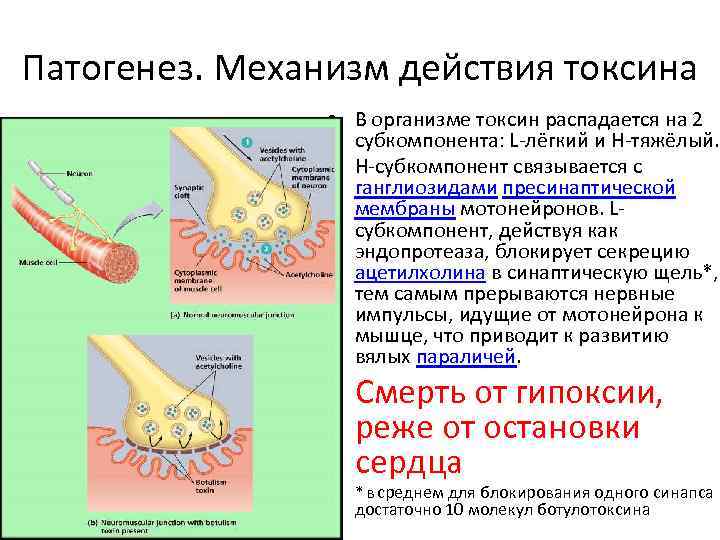 Патогенетические механизмы