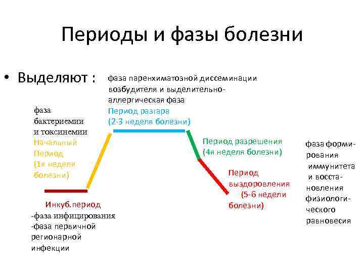 Периоды и фазы болезни • Выделяют : фаза бактериемии и токсинемии Начальный Период (1