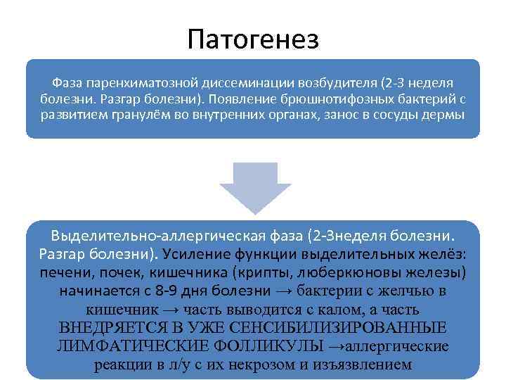 Патогенез Фаза паренхиматозной диссеминации возбудителя (2 -3 неделя болезни. Разгар болезни). Появление брюшнотифозных бактерий