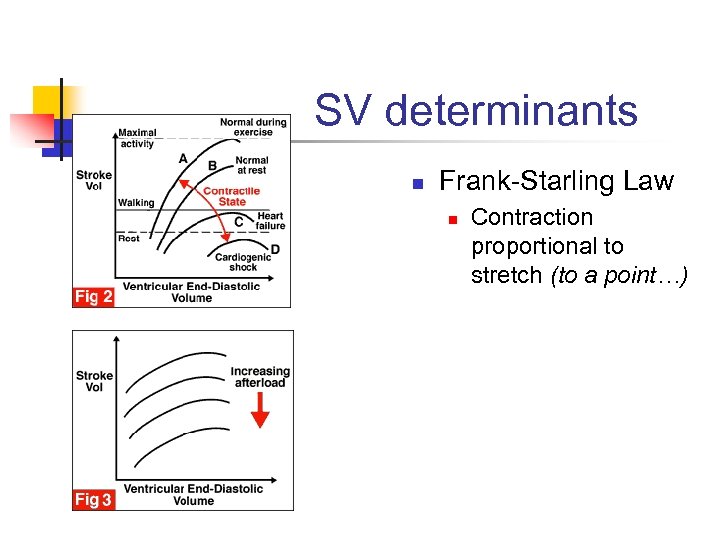 SV determinants n Frank-Starling Law n Contraction proportional to stretch (to a point…) 