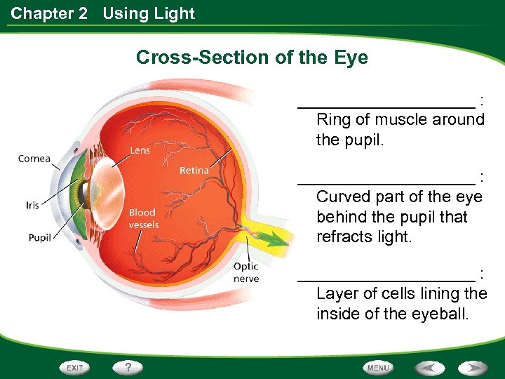 x Chapter 2 Using Light Cross-Section of the Eye __________ : Ring of muscle
