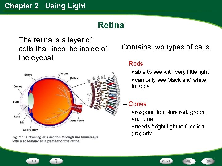 x Chapter 2 Using Light Retina The retina is a layer of cells that