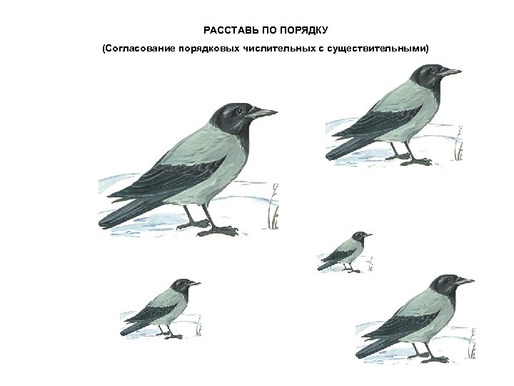 РАССТАВЬ ПО ПОРЯДКУ (Согласование порядковых числительных с существительными) 