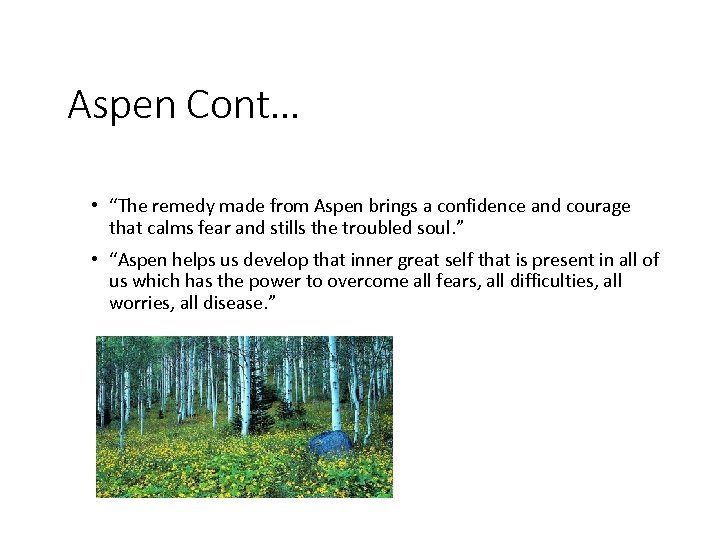 Aspen Cont… • “The remedy made from Aspen brings a confidence and courage that