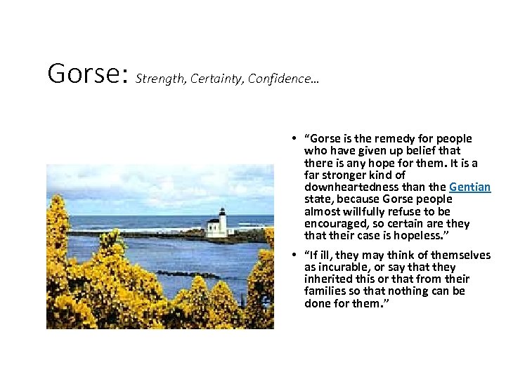 Gorse: Strength, Certainty, Confidence… • “Gorse is the remedy for people who have given