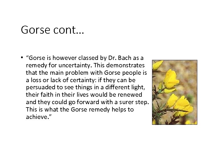 Gorse cont… • “Gorse is however classed by Dr. Bach as a remedy for