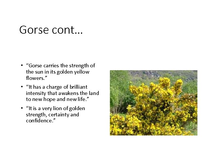 Gorse cont… • “Gorse carries the strength of the sun in its golden yellow