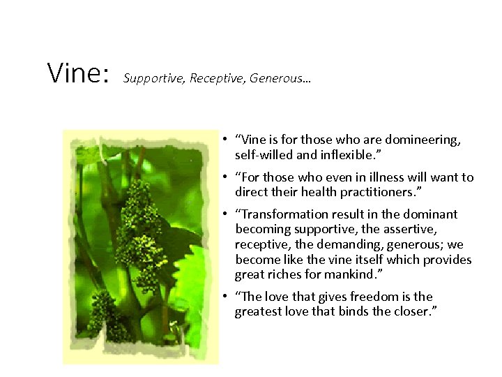 Vine: Supportive, Receptive, Generous… • “Vine is for those who are domineering, self-willed and