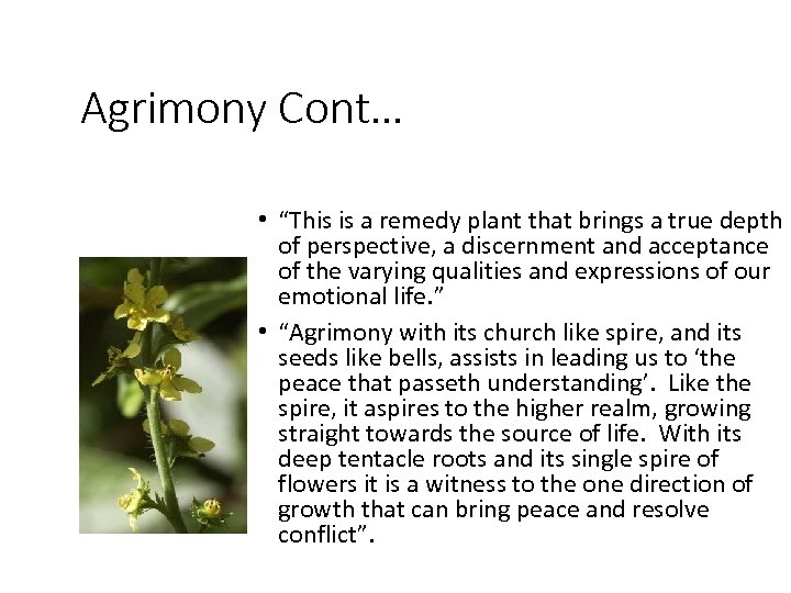 Agrimony Cont… • “This is a remedy plant that brings a true depth of
