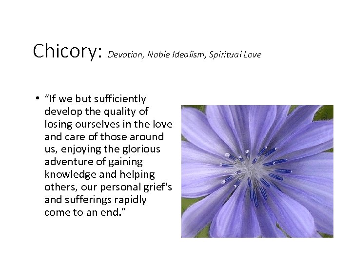 Chicory: Devotion, Noble Idealism, Spiritual Love • “If we but sufficiently develop the quality