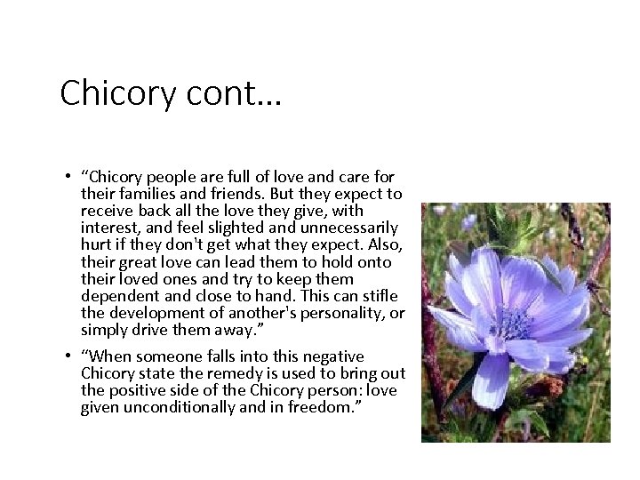 Chicory cont… • “Chicory people are full of love and care for their families