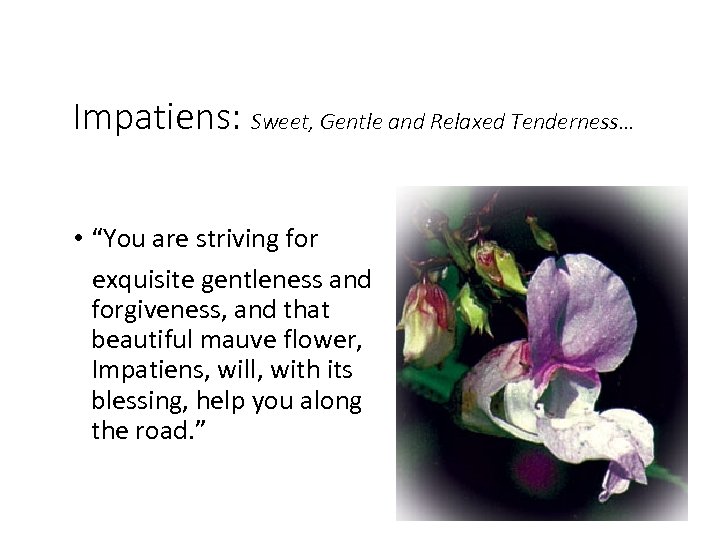 Impatiens: Sweet, Gentle and Relaxed Tenderness… • “You are striving for exquisite gentleness and