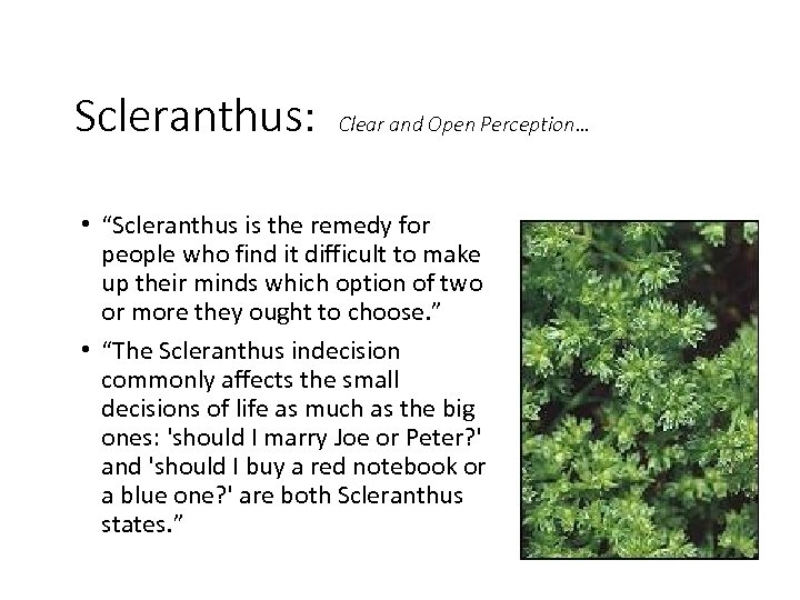 Scleranthus: Clear and Open Perception… • “Scleranthus is the remedy for people who find