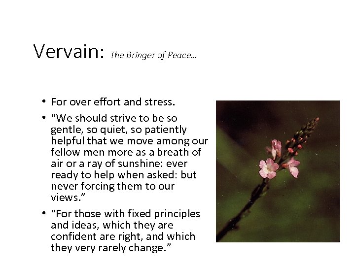 Vervain: The Bringer of Peace… • For over effort and stress. • “We should