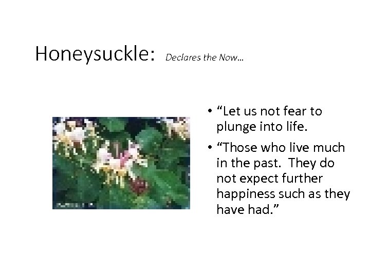 Honeysuckle: Declares the Now… • “Let us not fear to plunge into life. •