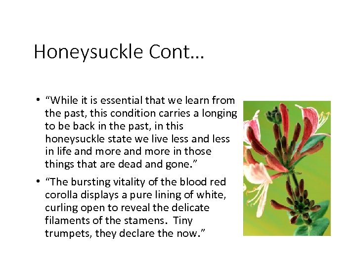 Honeysuckle Cont… • “While it is essential that we learn from the past, this