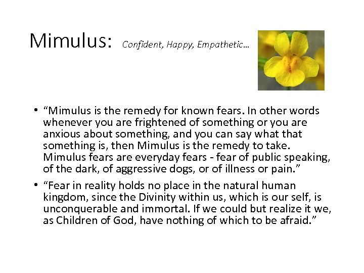 Mimulus: Confident, Happy, Empathetic… • “Mimulus is the remedy for known fears. In other
