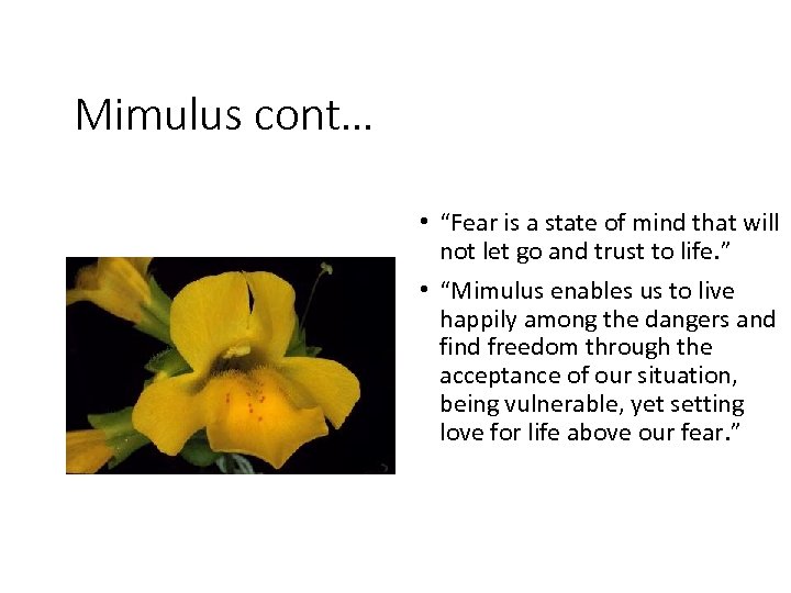 Mimulus cont… • “Fear is a state of mind that will not let go