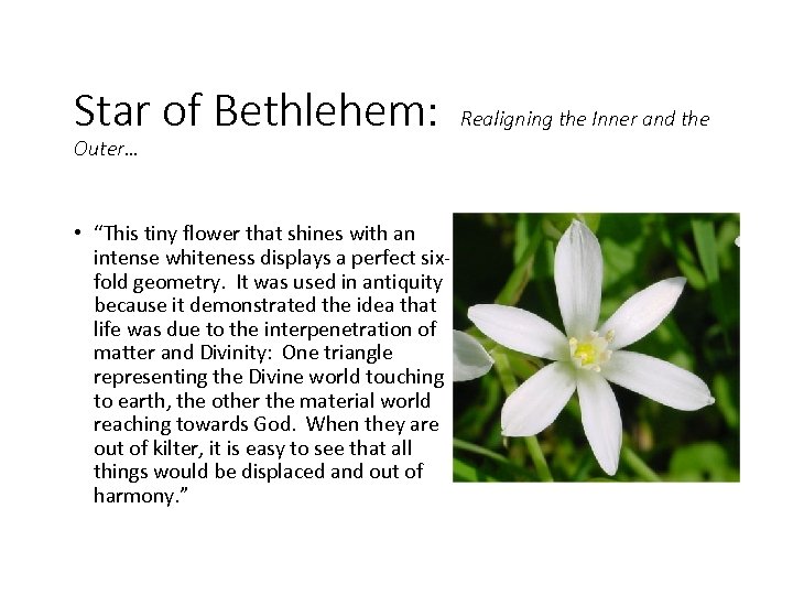 Star of Bethlehem: Outer… • “This tiny flower that shines with an intense whiteness