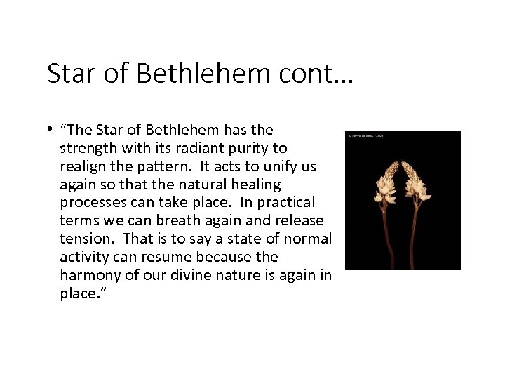 Star of Bethlehem cont… • “The Star of Bethlehem has the strength with its