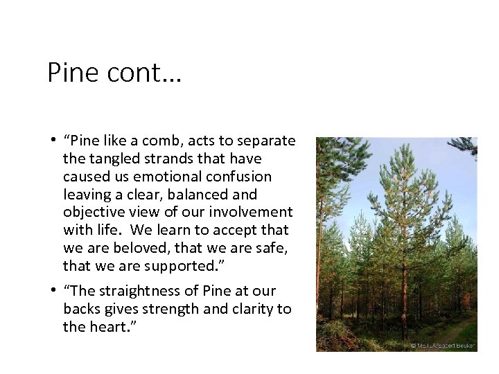 Pine cont… • “Pine like a comb, acts to separate the tangled strands that
