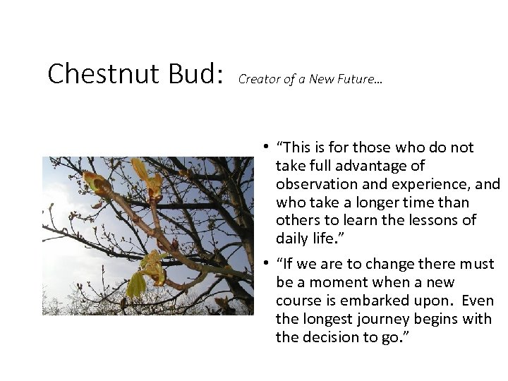 Chestnut Bud: Creator of a New Future… • “This is for those who do