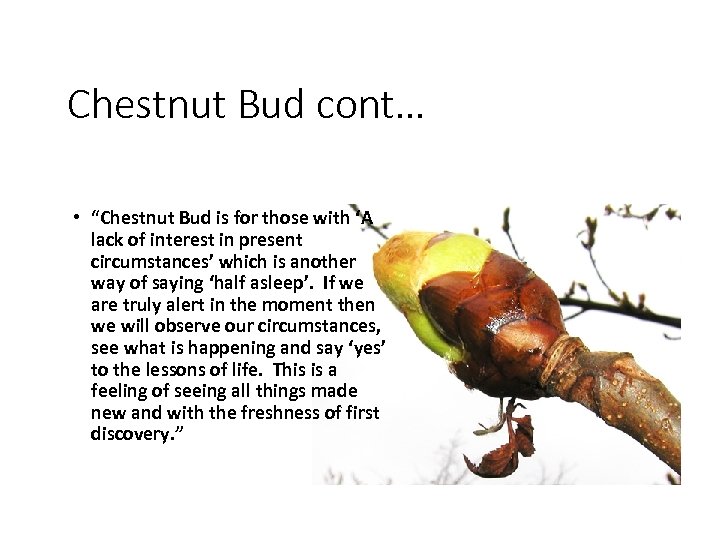 Chestnut Bud cont… • “Chestnut Bud is for those with ‘A lack of interest